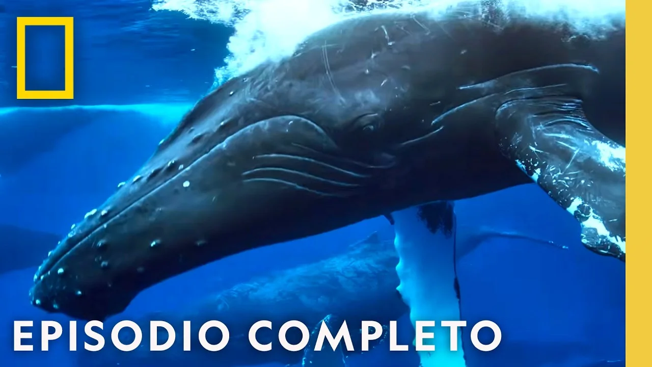 Miniatura del documental Odiseas Oceanicas Epicas